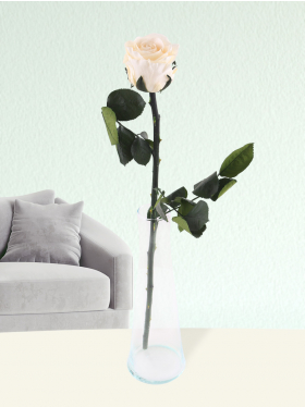 Single cream-coloured long life rose including vase