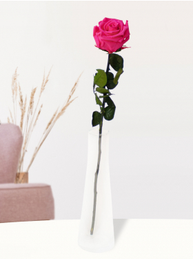 Single pink rose including glass vase