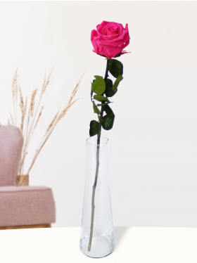 Single pink rose including glass vase