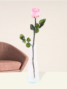 Single pink long life rose including vase