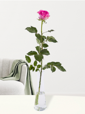 Single pink rose, including glass vase - Revival