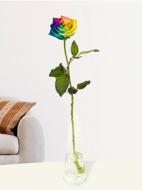 Single rainbow rose with vase