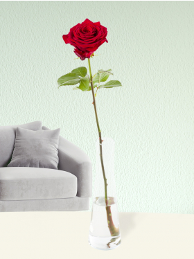 Single red rose, including glass vase