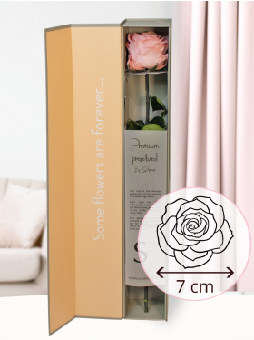 Soft pink premium long life rose in giftbox