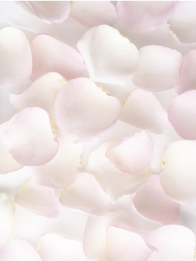 Soft pink rose petals