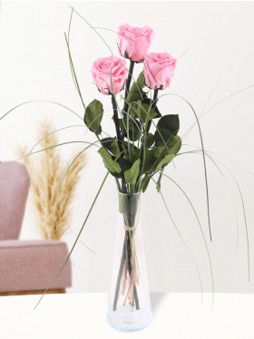 Three soft pink long life roses