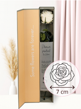 White premium rose in giftbox