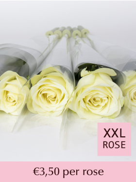 White roses packed per piece