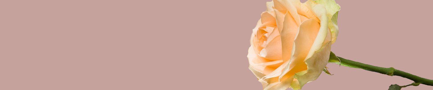 Order the Avalanche Peach rose
