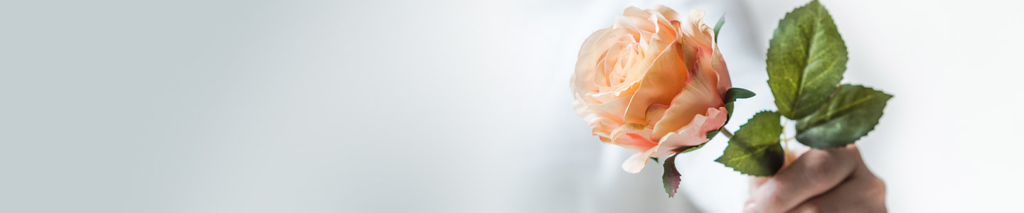 Rose variety Dividend