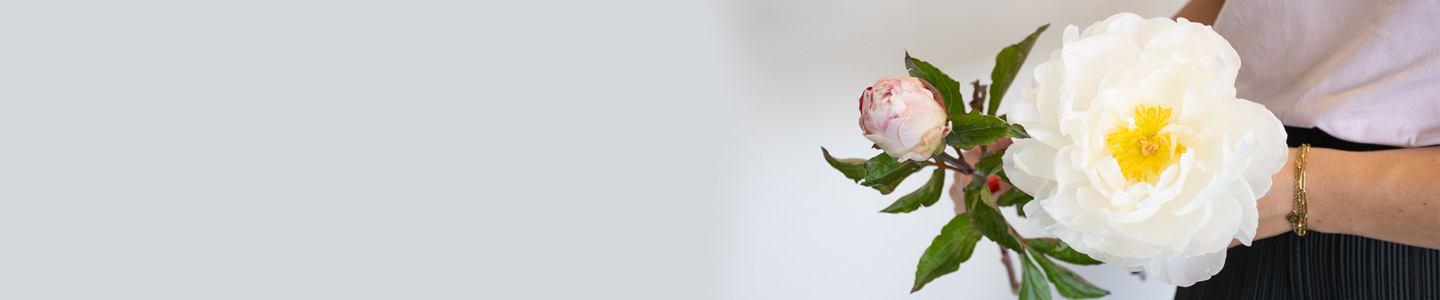 Rose variety Gardenia