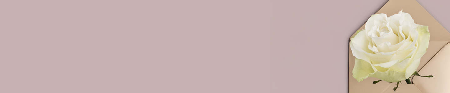 Rose variety Moonstone
