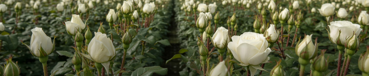 Sustainability at Ol Njorowa Sustainability at Ol Njorowa