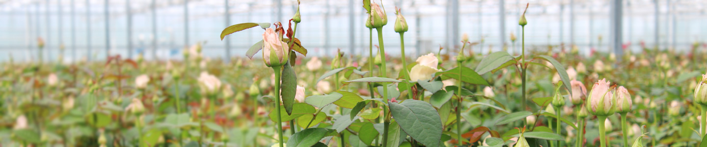 Roses from wholesale