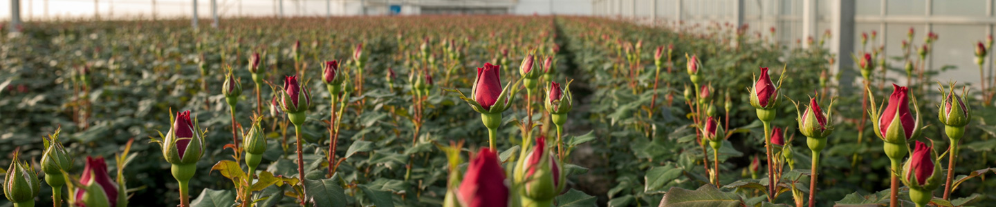 Meewisse Roses – Sustainable perfection in every Red Naomi Meewisse Roses – Sustainable perfection in every Red Naomi