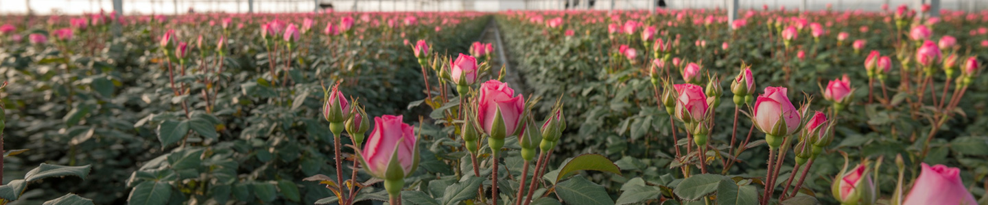 Welcome to Timaflor – our sustainable rose grower Welcome to Timaflor – our sustainable rose grower