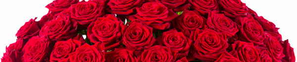 50 red roses