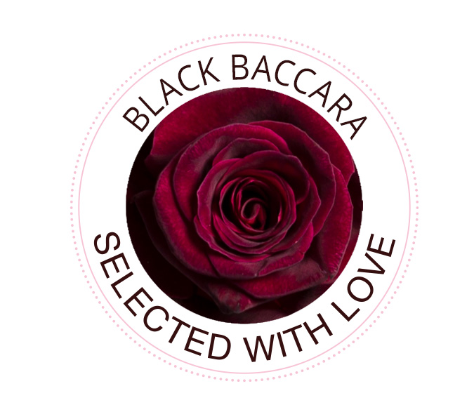 Black Baccara roses