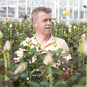 Berg Roses Berg Roses