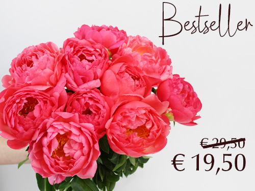10 salmon coloured peonies