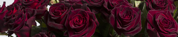 Black Baccara roses