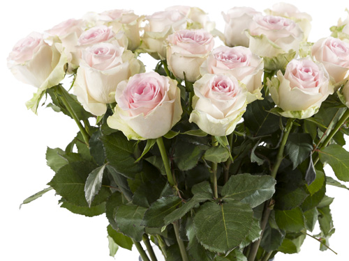 Order roses for occasions