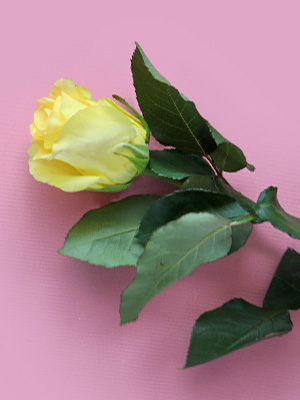 Yellow rose Yellow rose