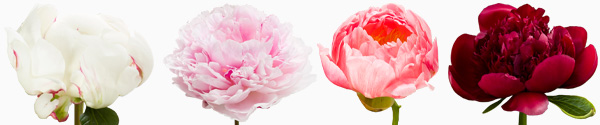 Send peonies online Order peonies online