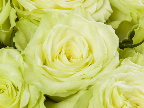 Camouflage roses Camouflage rose