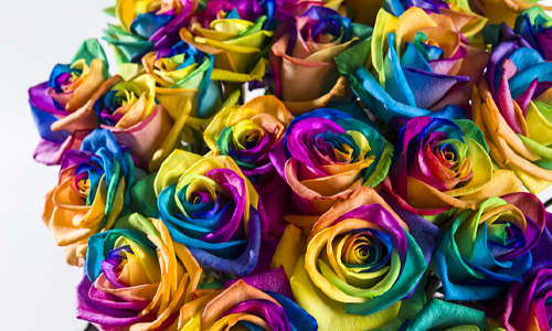 Coloured roses