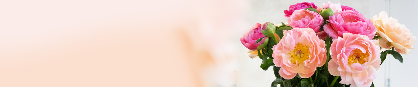 Coral Charm peonies Coral Charm peonies