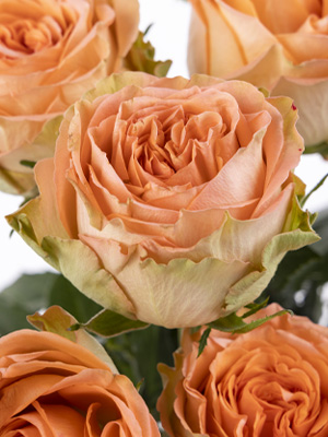 Country Home rose Country Home rose