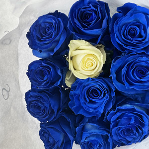 Blue rose bouquet with 1 white rose Blue rose bouquet with 1 white rose