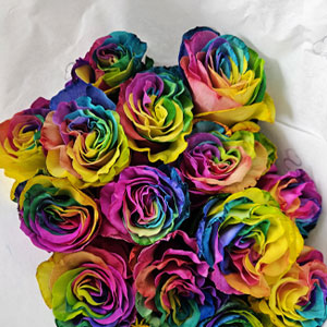 Rainbow roses Rainbow roses