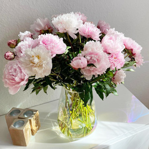 Soft pink peonies Soft pink peonies