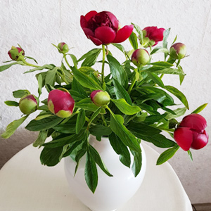 Red peonies Red peonies