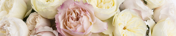 Buy english David Austin roses Buy english David Austin roses