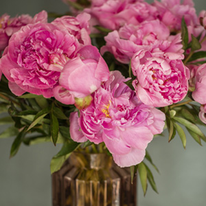 Dr. Fleming peonies Dr. Fleming peonies