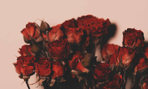 Blog: Drying roses