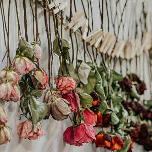 Blog: Drying roses