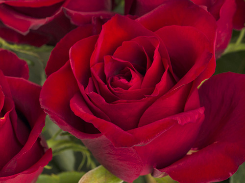 EverRed rose EverRed roses