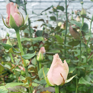 Fresh roses Fresh roses from the grower
