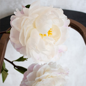 Pink-white peony