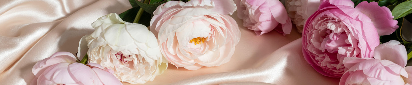 White and pink peonies