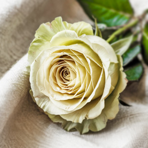 Green roses
