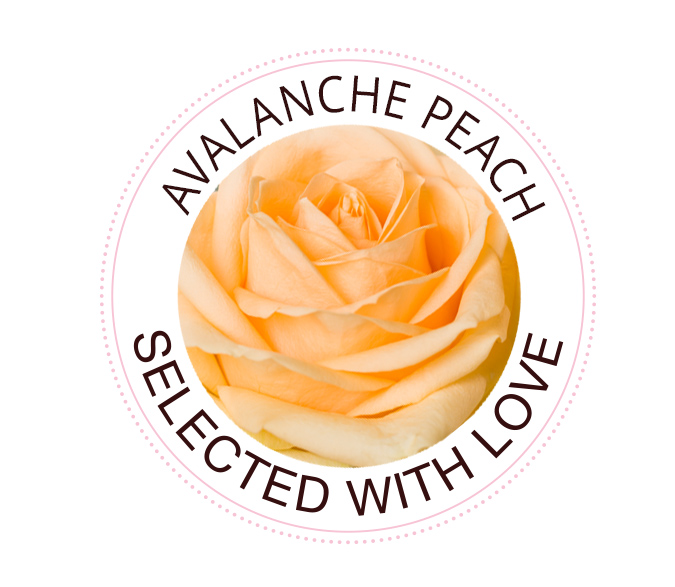 Avalanche Peach rose