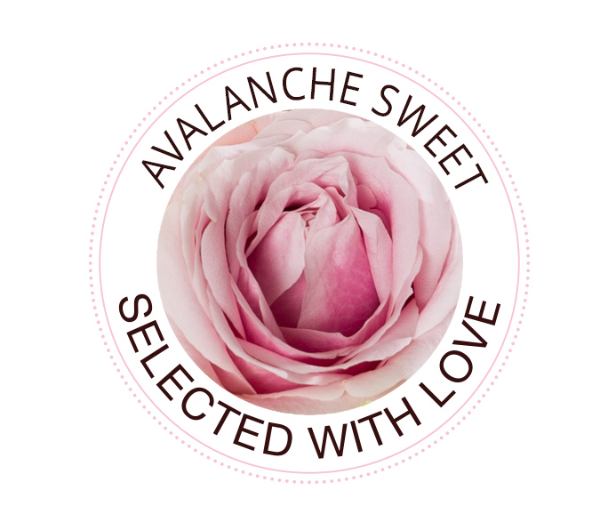 Avalanche Sweet rose