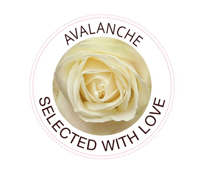 The Avalanche rose