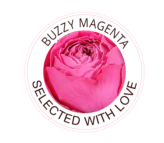 Buzzy Magenta rose