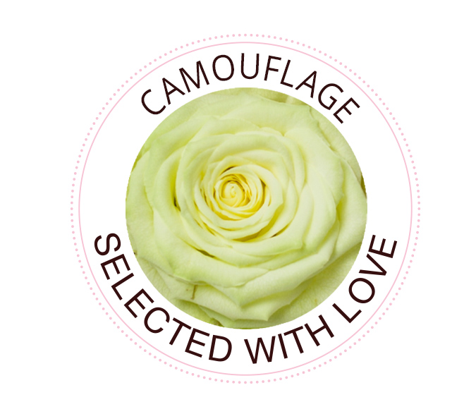 The Camouflage rose